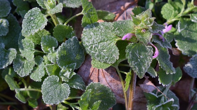 Синоптики прогнозують заморозки на Херсонщині з 27 по 29 квітня