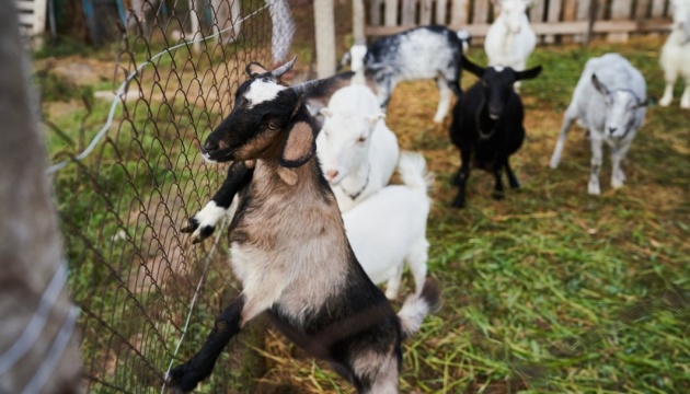 Переселенка з Донеччини відроджує фермерське господарство на Херсонщині