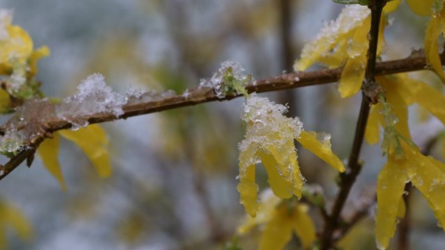 На Херсонщині 10 квітня прогнозують сильні заморозки
