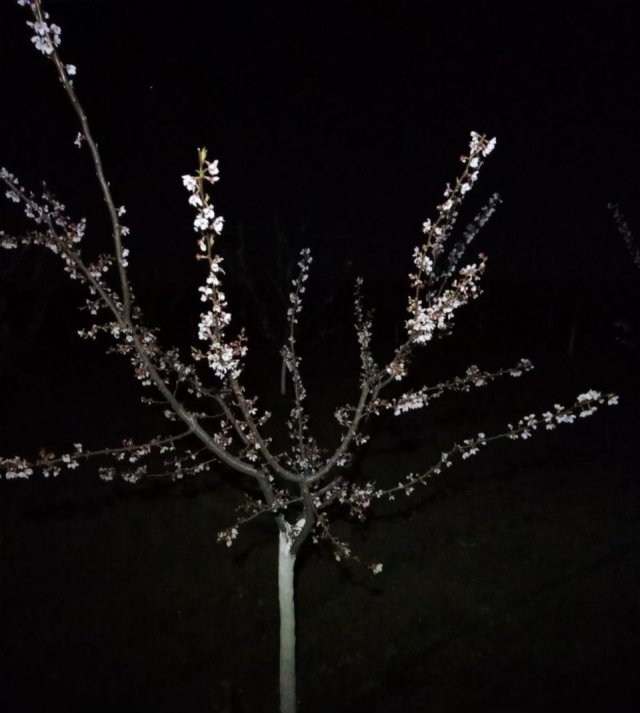 На Херсонщині через квітневі заморозки постраждали абрикосові сади