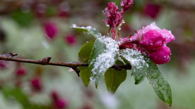 Квітень. Херсон засніжило. ФОТОРЕПОРТАЖ