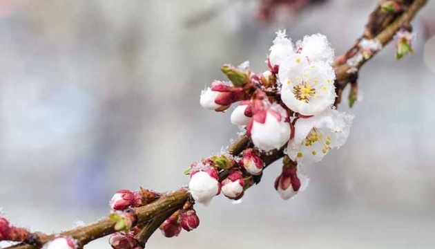 На правобережжі Херсонщини через заморозки постраждало садівництво - аграрії фіксують збитки