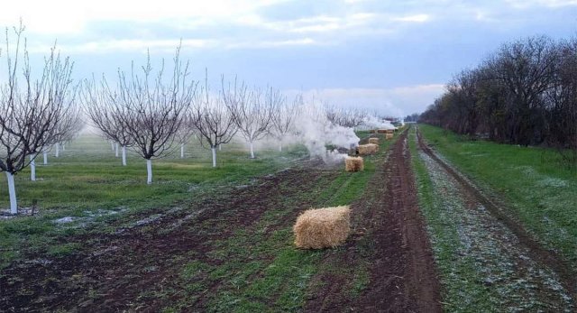 Загинуло 90% майбутніх плодів. Які випробування приніс мороз для абрикосового саду на Херсонщині