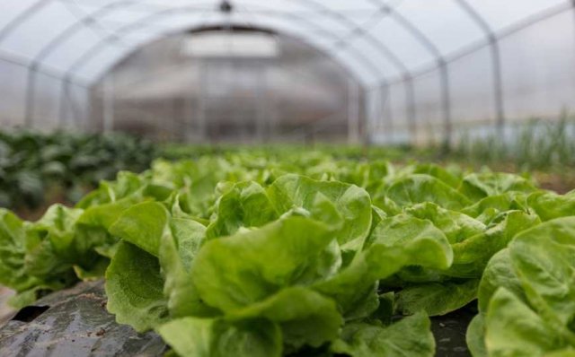 Міжнародні гуманітарні організації продовжують допомагати розвивати тепличне господарство на Херсонщині