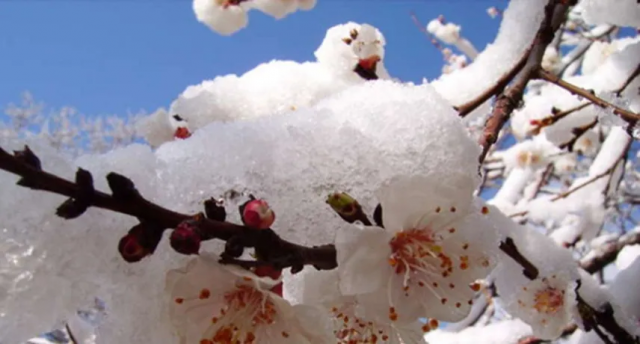 У травні знову прогнозують морози та аномальний холод