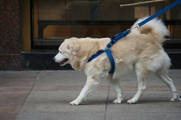 30 квітня Міжнародний день собаки-поводиря / © unsplash.com