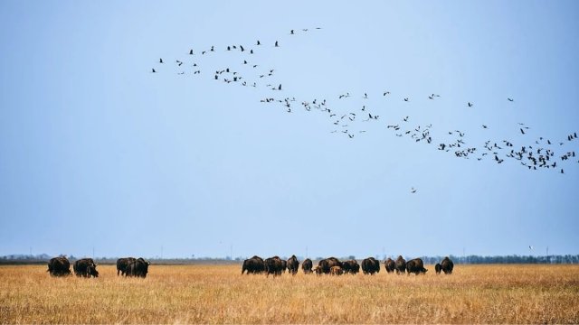 Відкриття на захопленому майні. Окупанти заявили про початок сезону в “Асканії-Нова”