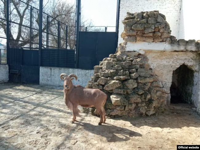 Окупанти заявили, що готують до відкриття Біосферний заповідник “Асканія-Нова” на Херсонщині