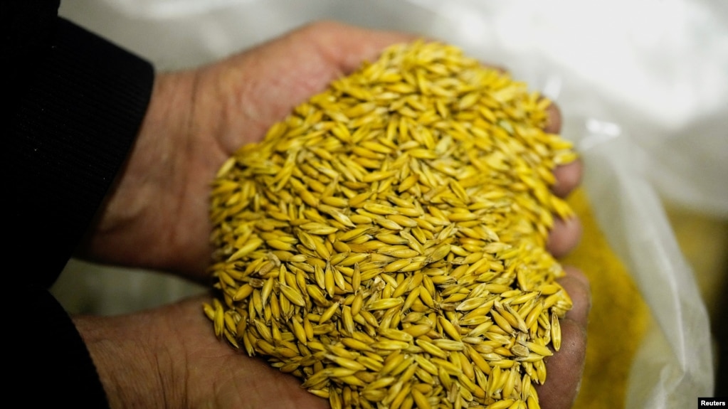 Росія планує збільшити вивіз українського зерна за кордон. Захоплюватиме землі далі?