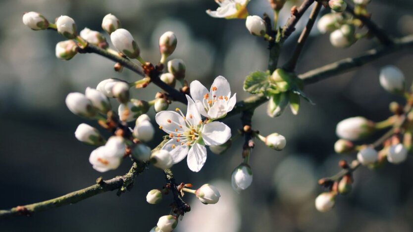 Заморозки та сніг зміниться теплом до +23: синоптик Діденко розповіла, на яку погоду чекати перед Великоднем