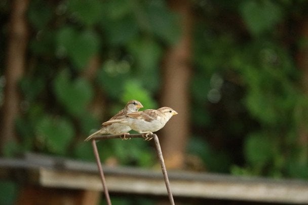 Яке сьогодні, 3 травня, свято — все про цей день, яке церковне свято, що не можна робити