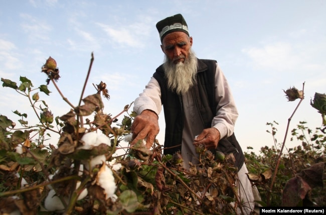 Чоловік збирає бавовну у Таджикистані, ілюстративне фото