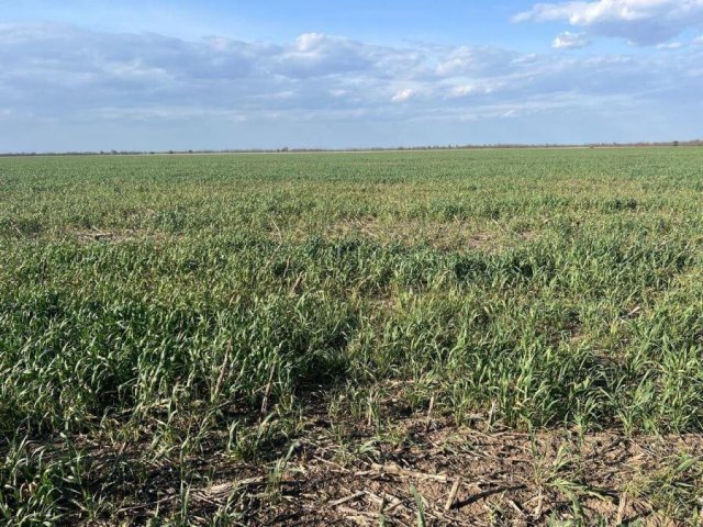 У фермера з Херсонщини заморозки знищили 125 га озимого ячменю