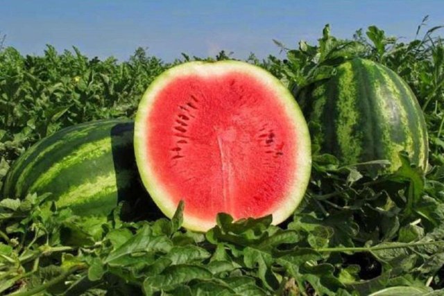 У Дар’ївській громаді на 30 гектарах посадили кавуни і дині
