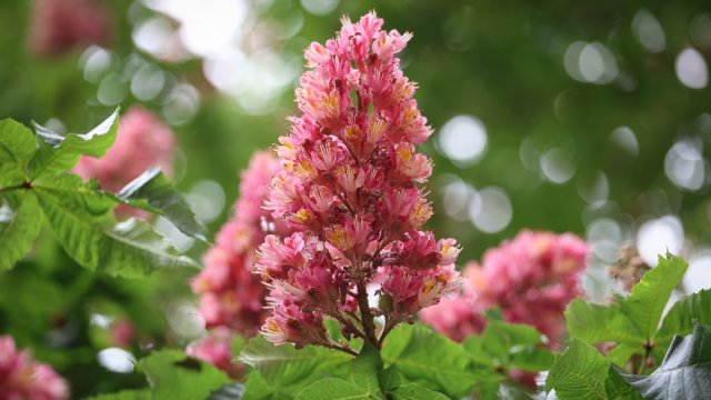 На Херсонщині вночі 8 травня прогнозують дощ з грозою