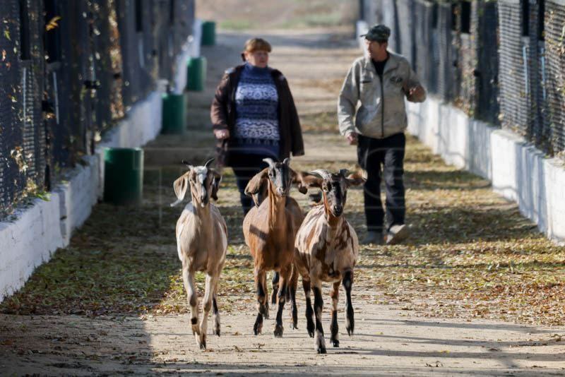 На розкраденому зоопарку «Асканія-Нова» окупанти ще й намагаються заробити