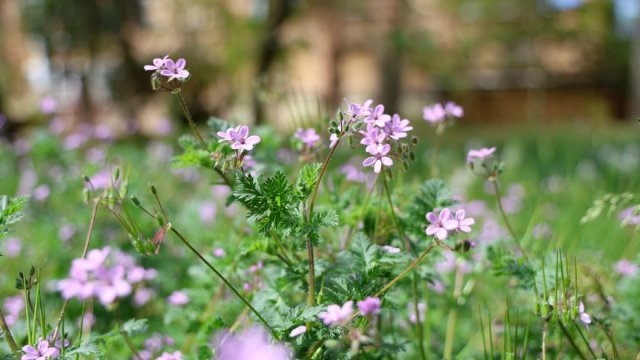 Якою буде погода 11 травня на Херсонщині