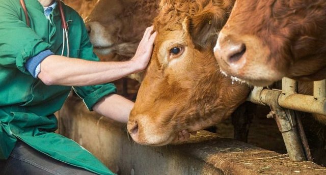 В одній із громад лівобережної Херсонщини зафіксували спалах сказу