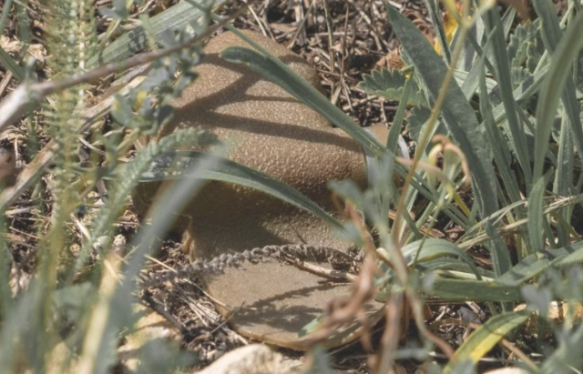 У Корабельному районі Херсона вилучено нерозірвані елементи касетних снарядів