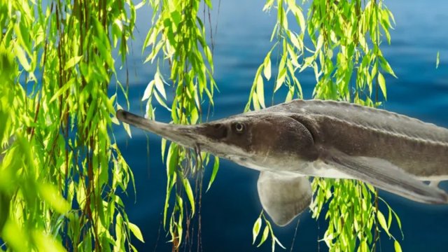 Осетри повернулись, виросли тополі й верби: що зараз на дні Каховського моря