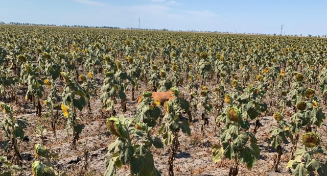 Херсонщина на межі кліматичної катастрофи через посуху