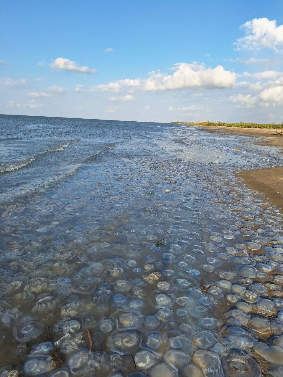 Доки окупанти збираються боротись з медузами, зникне вся риба