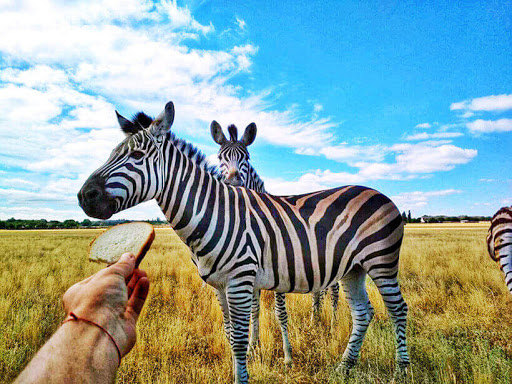 Злочини проти природи: в прокуратурі розповіли про масштаби шкоди довкіллю Херсонщині