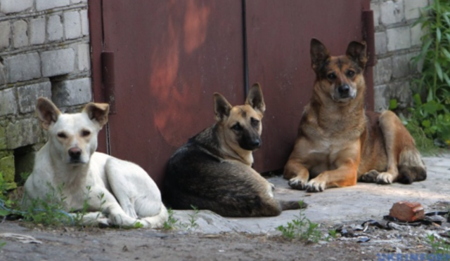 На ТОТ Херсонщини масово труять безпритульних собак - «Жовта стрічка»
