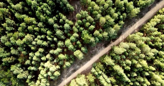 Окупанти визнали майже повне знищення лісів під Олешками