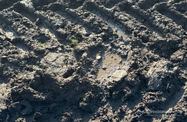 На Херсонщині за 3 тижні випало 70 мм опадів, такої ситуації з вологою не було 10 років