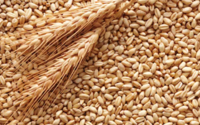 Окупанти хочуть вивозити агропродукцію з лівобережжя Херсонщини до Афганістану