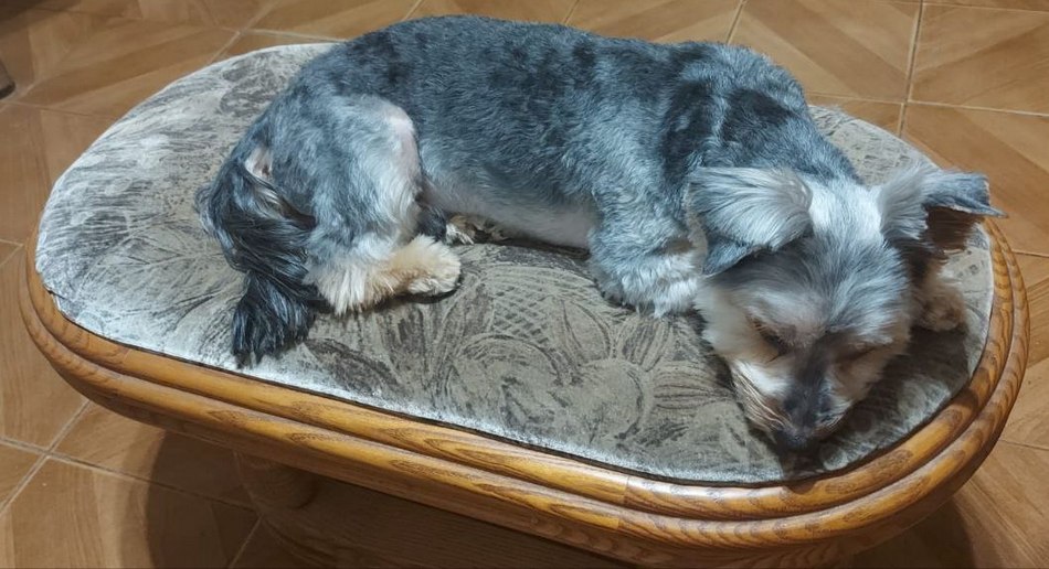 собаку врятували на Острові