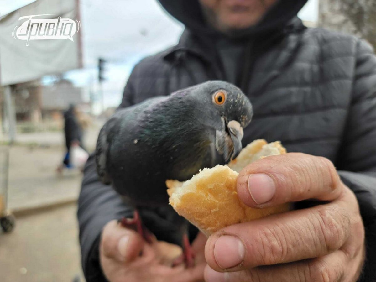 чоловік годує голуба