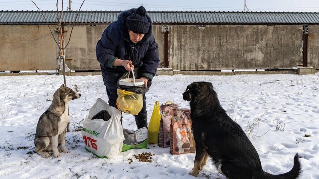 Безпритульні собаки в Херсоні. Хто займається стерилізацією і чому вона не встигає за збільшенням зграй