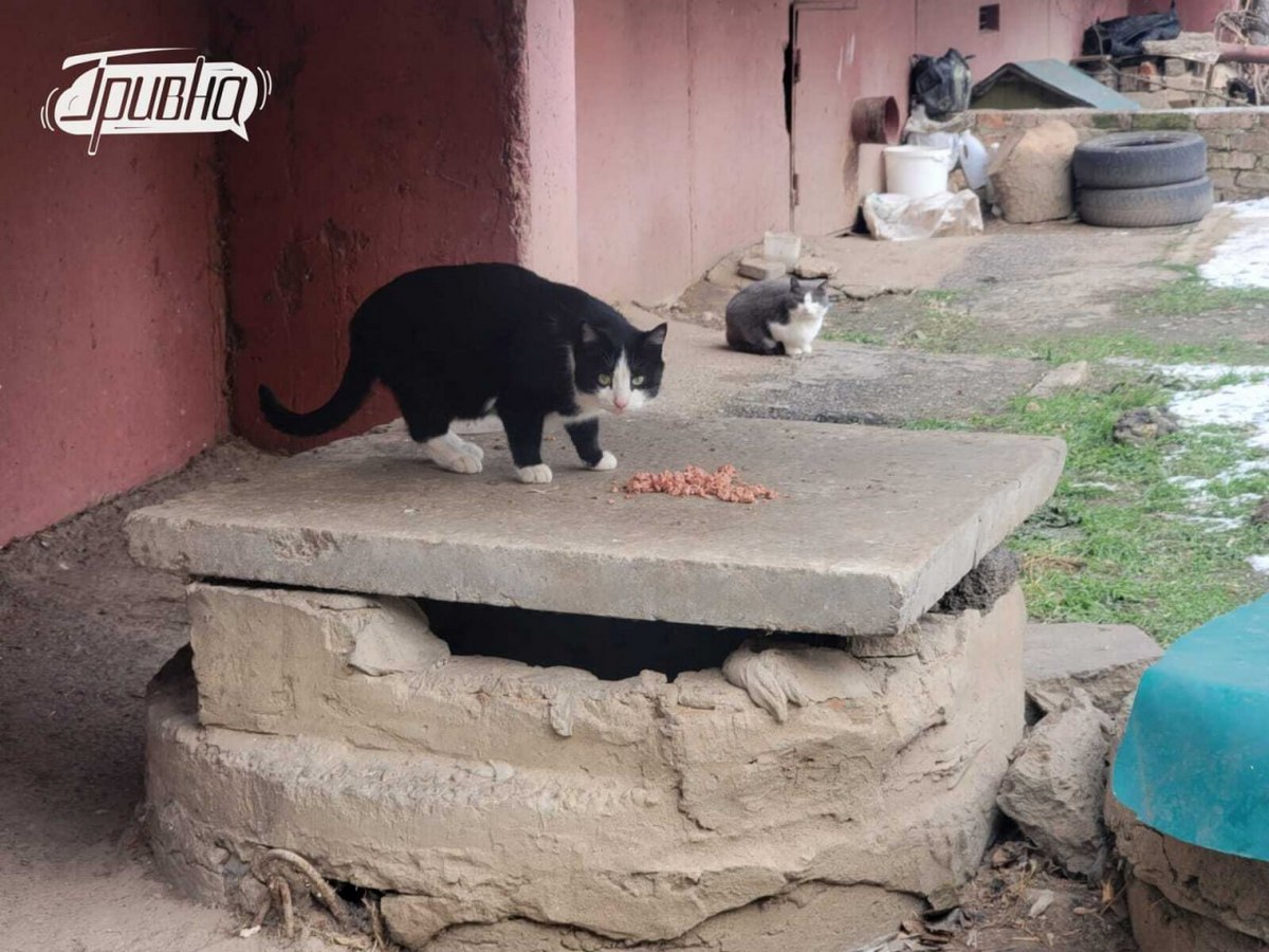 Херсонці годують котиків