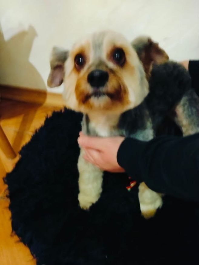 собаку врятували на Острові