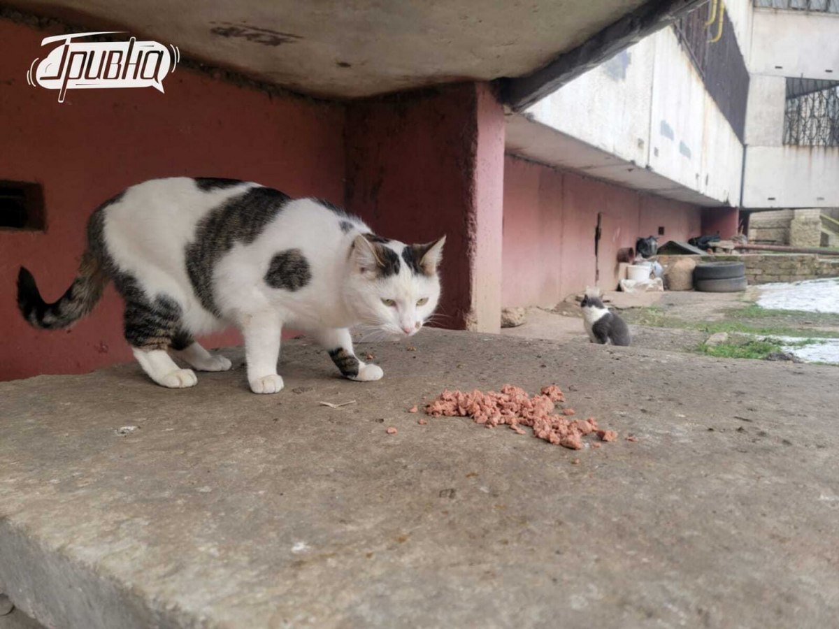 Херсонці годують котиків