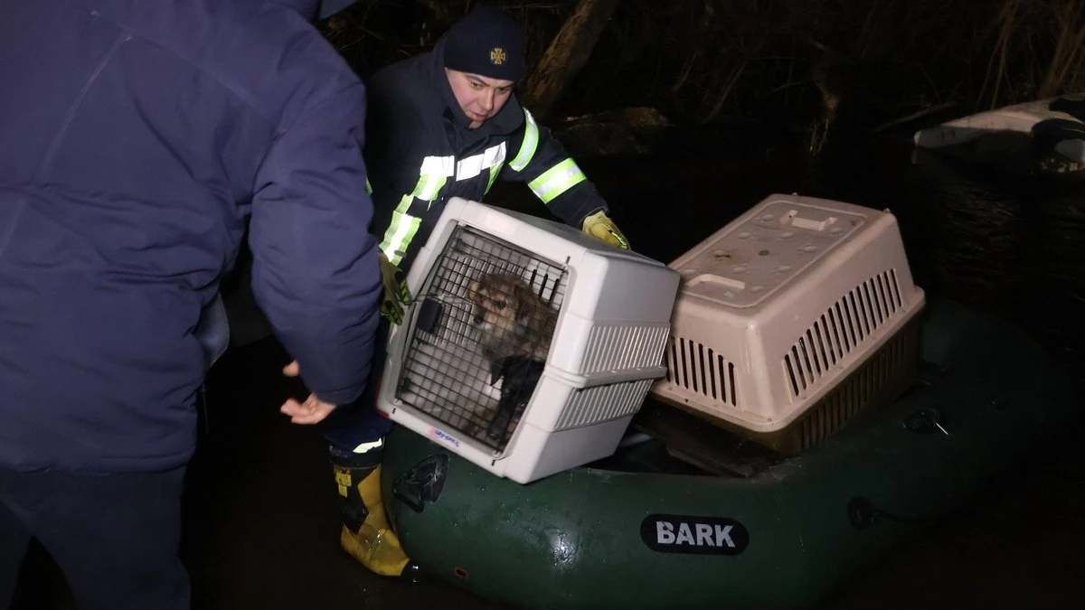 У Кропивницькому вдруге рятували тварин, яких раніше евакуювали після підриву Каховської ГЕС