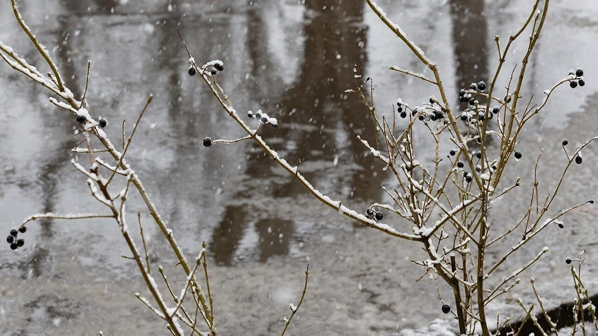 Яка погода очікується в Херсоні та області 17 лютого 2026 року?