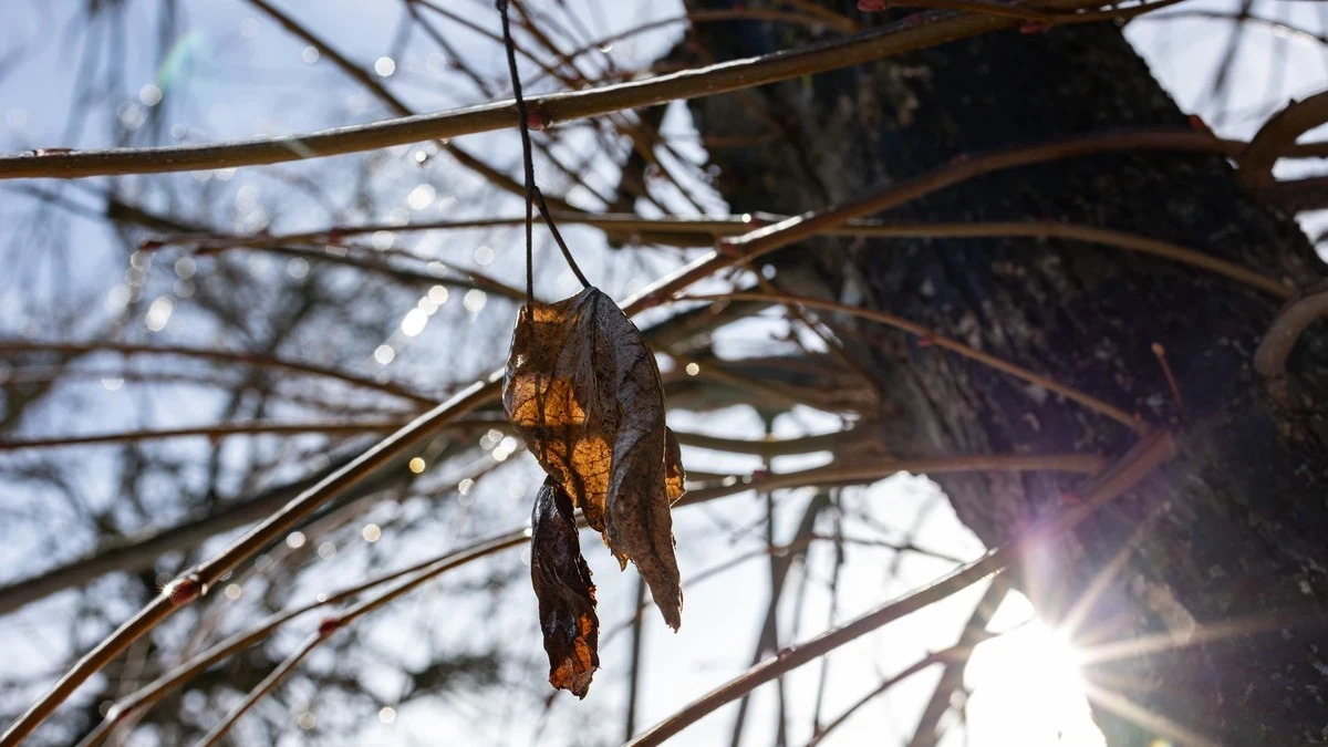 Яка погода очікується в Херсоні та області 25 лютого 2026 року?