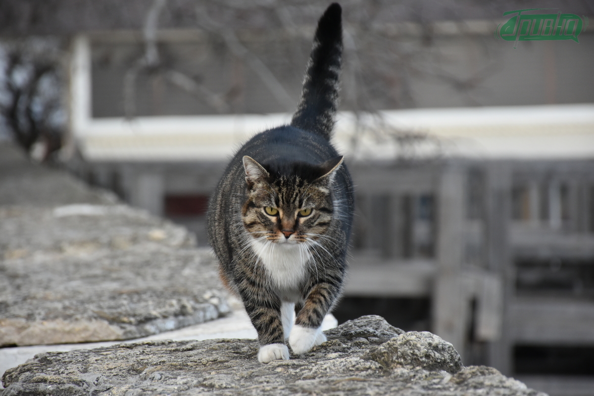 На Херсонщині з початку року від сказу вакцинували понад 600 тварин