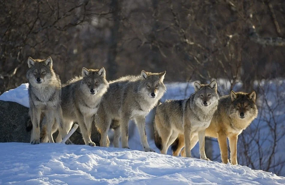 Жителі Верхнього Рогачика на ТОТ Херсонщини скаржаться на появу у селищі вовків