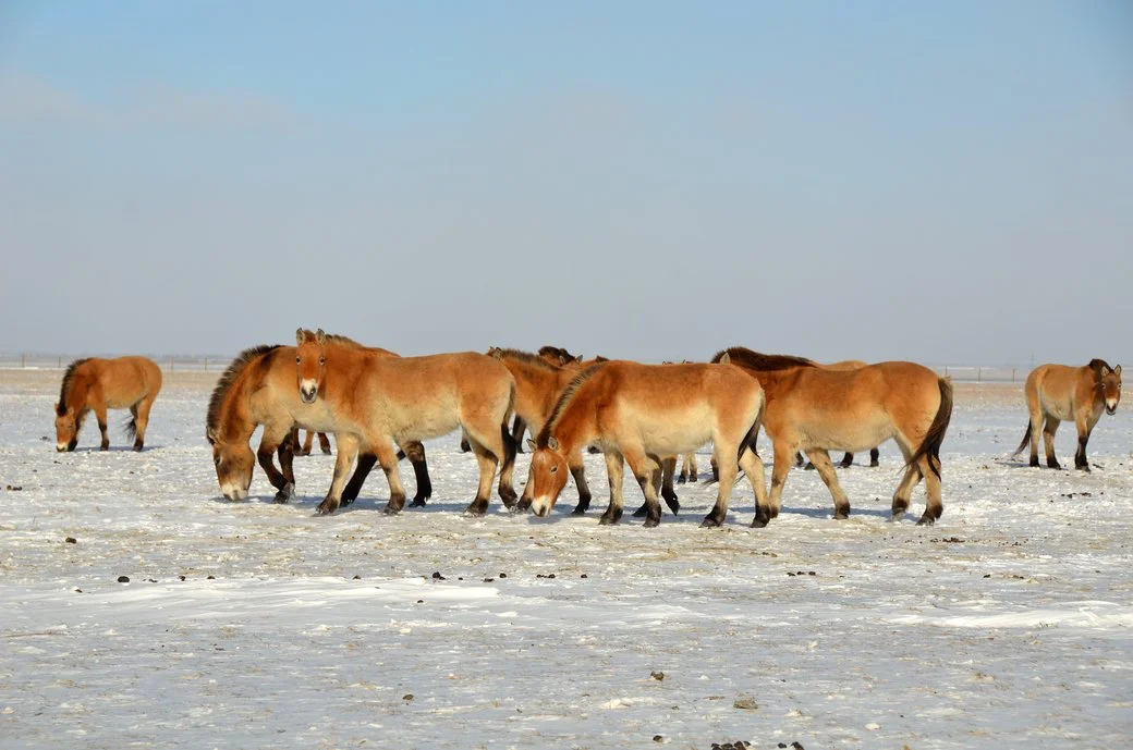 Окупанти годують рідкісних тварин в “Асканії-Нова” сіном із віскозним шпагатом