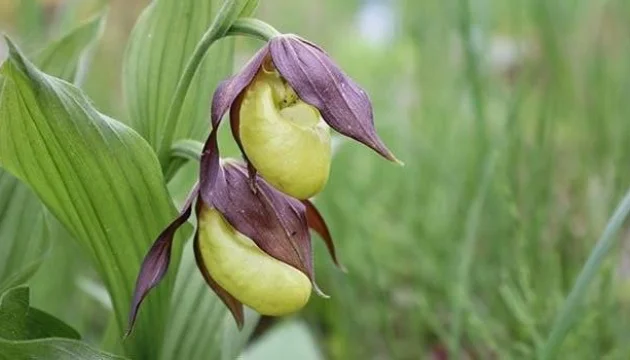 На Херсонщині можуть створити новий заказник на честь родини Фальц-Фейнів