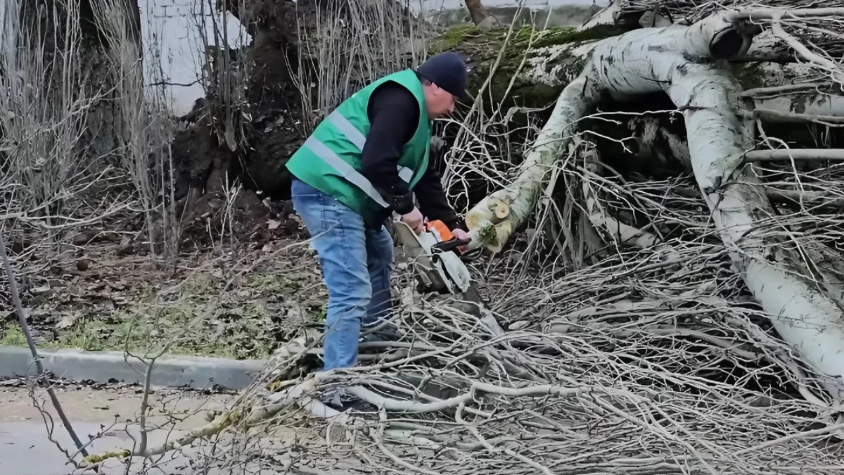 Через негоду у Херсоні попадали дерева — вони заблокували рух на дорогах