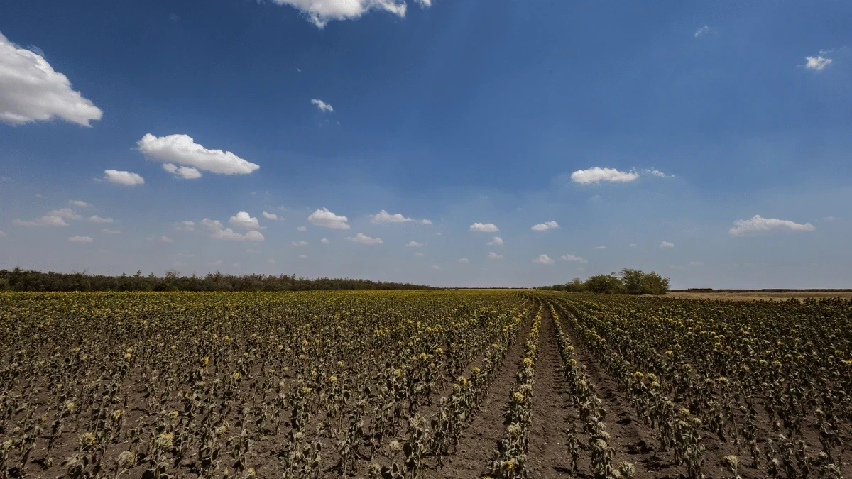 Через нестачу води на Херсонщині можуть зменшуватися врожаї деяких овочів - аграрії змінюють підходи