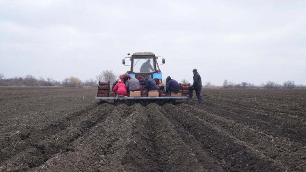 На Херсонщині овочівництвом займається майже 100 господарств