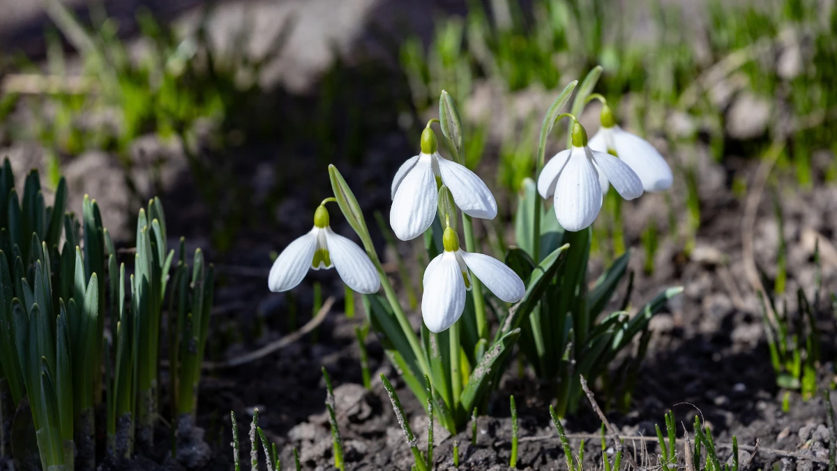 Яка погода очікується в Херсоні та області 9 березня 2026 року?