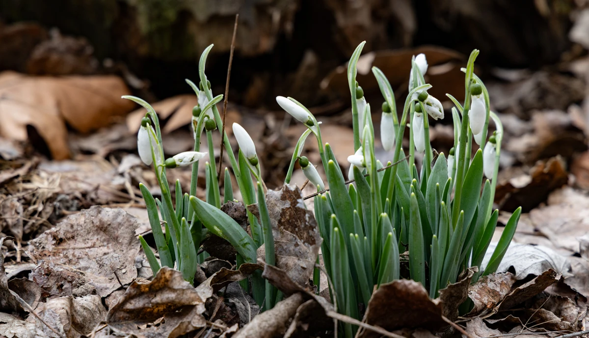 На Херсонщині стартує операція із захисту рідкісних весняних рослин