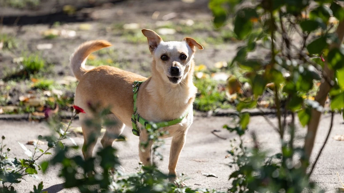 Яка погода очікується в Херсоні та області 13 березня 2026 року?